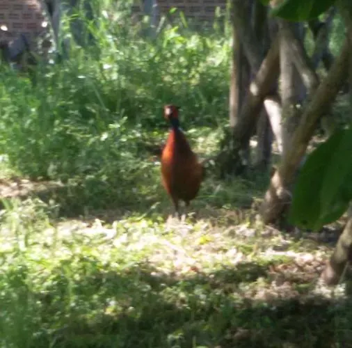 Lägenhet Casa Trastullo Massa Martana